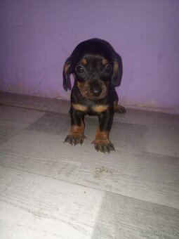 Krátko srsty jezevčík