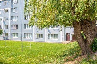 Pronajmu hezký byt v Meziboří