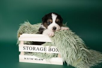 Australský ovčák s PP