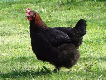 Koupím NV maransky a wyandotky