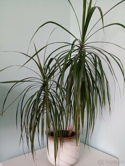 Dracena