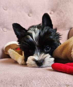 Jorkšírský tetiér