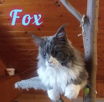 Krytí Mainská mývalí