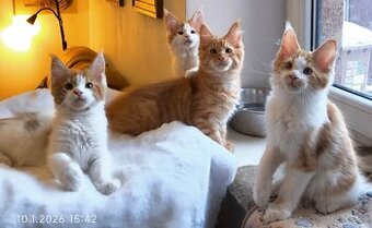 Mainská mývalí koťata PP