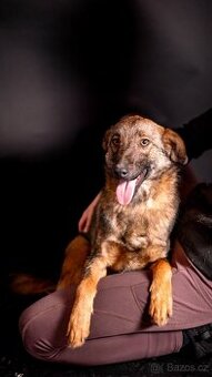 Kurt - bojácnější aktivní kluk, kříženec, 10 měsíců