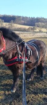 Poprsní postroj pony - 1
