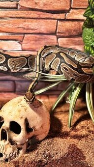 Krajta Královská- Ball Python