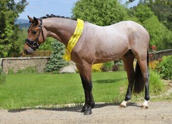 Plemenny hrebec CSP-inseminace cerstvym spermatem