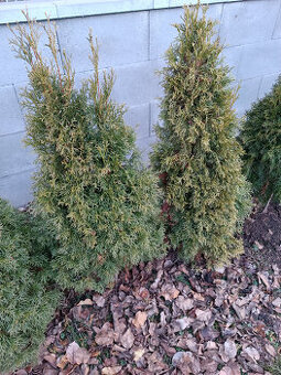 Thuja Smaragd, 2. jakost, 25 ks - 1