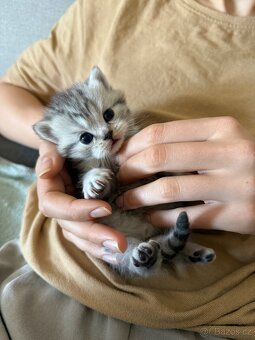 Britská koťata Whiskas