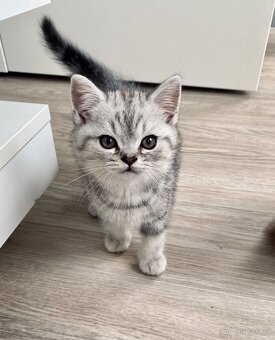 Britská koťata Whiskas