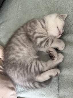 Britská koťata Whiskas