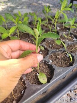 Sporýš argentinský(verbena)