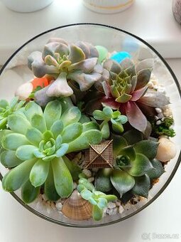 Kompozice/Florarium ze sukulentu