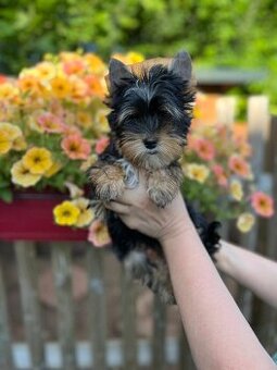 K prodeji pejsek black tan yorkshire terrier