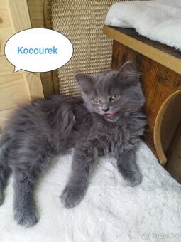 Britská koťátka