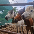Prodam kolekci sportovnich Welsh pony