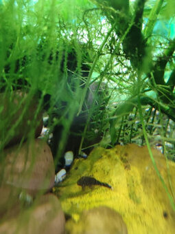 Ancistrus species