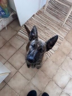 Německý ovčák křížený s holandským