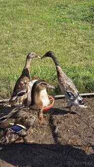 Kmen indických běžců