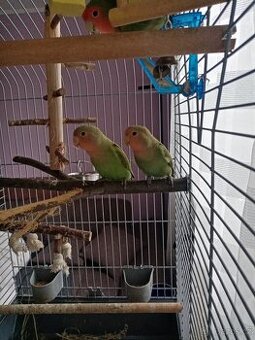 papoušík růžohrdlý (Agapornis roseicollis)