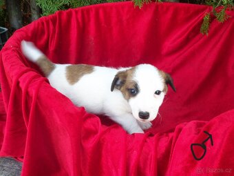 Jack Russell  teriér-hladkosrstý