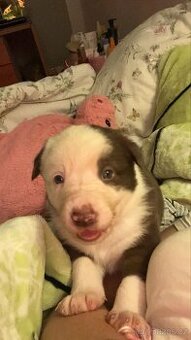 Štěňátka border kolie × australský ovčák