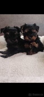 Jorkšírský Yorkšírský teriér pejsci