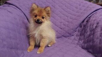 Špic, nemecký špic , oranžový špic, pomeranian