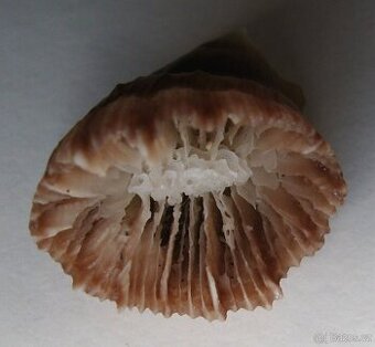 Bathycyathus chilensis 1)