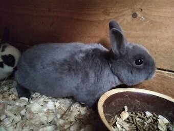 Zakrslý králík rex