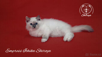 Koťata ragdoll s PP - 1