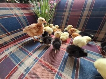 Kuřičky, kuřátka, slepičky