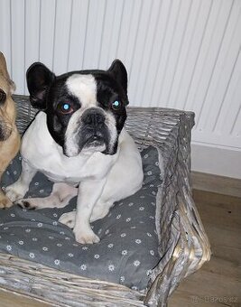 Francouzský buldoček