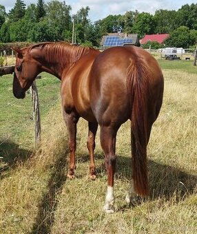 QH kobyla top charakter