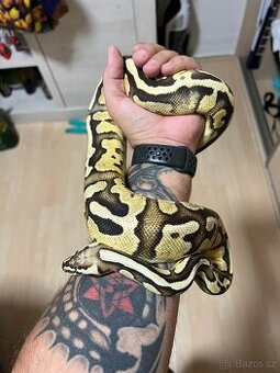 2x adult Krajta královská