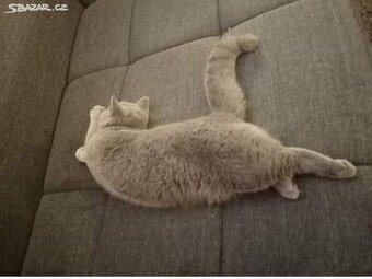 Britský modrý kocour - krytí - 1