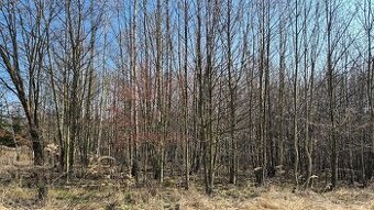 Dřevo z lesa k vytěžení