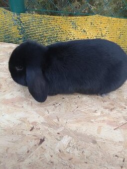 Zakrslý beran černý