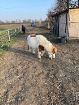 minihorse klisnička