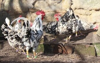 Násadová vejce vlaška Exchequer