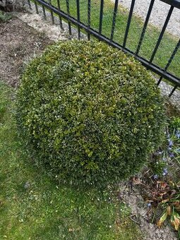 Prodám BUXUS - zimostráz
