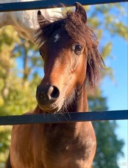 Pony