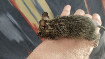 osmáčata osmák degu, myšáci