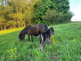Shetland Pony kobyla s hříbátkem oba vraníci 100cm