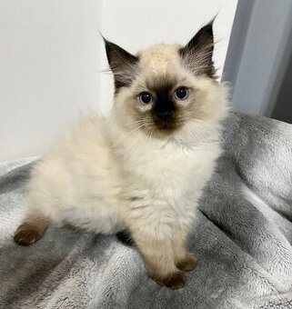 Prodám nádherná koťátka  Ragdoll  s PP