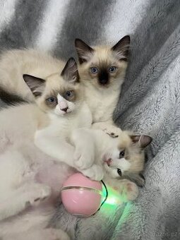 Prodám nádherná koťátka  Ragdoll  s PP
