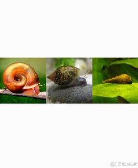 Akvarijní šneci Okružák, pyskořka, levatka