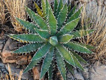 Sazenice Agave xylonacantha Blue