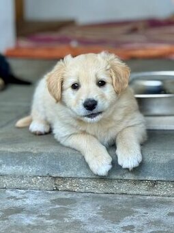 Šťeňátka křížence borderkolie a labradora